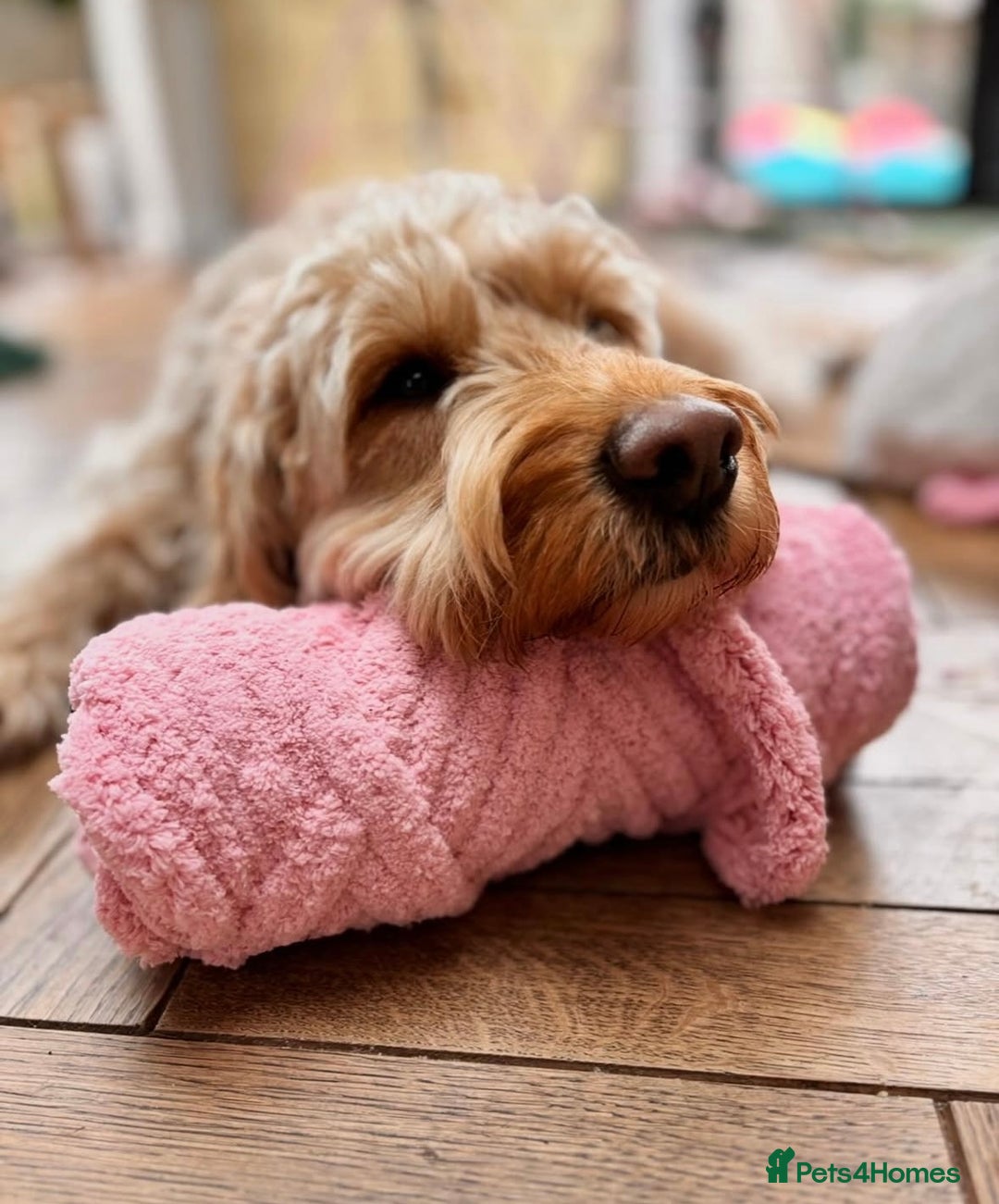 Goldendoodle dogs for sale: GOLDENDOODLE WITH A DIFFERENCE - Image 7