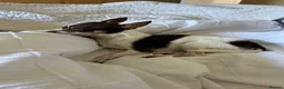 Chihuahua dogs for stud: Beautiful Chocolate and White Deer Head Chihuahua - Advert 5