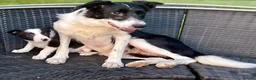 Border Collie dogs for sale: Beautiful border collie puppies  - Advert 4