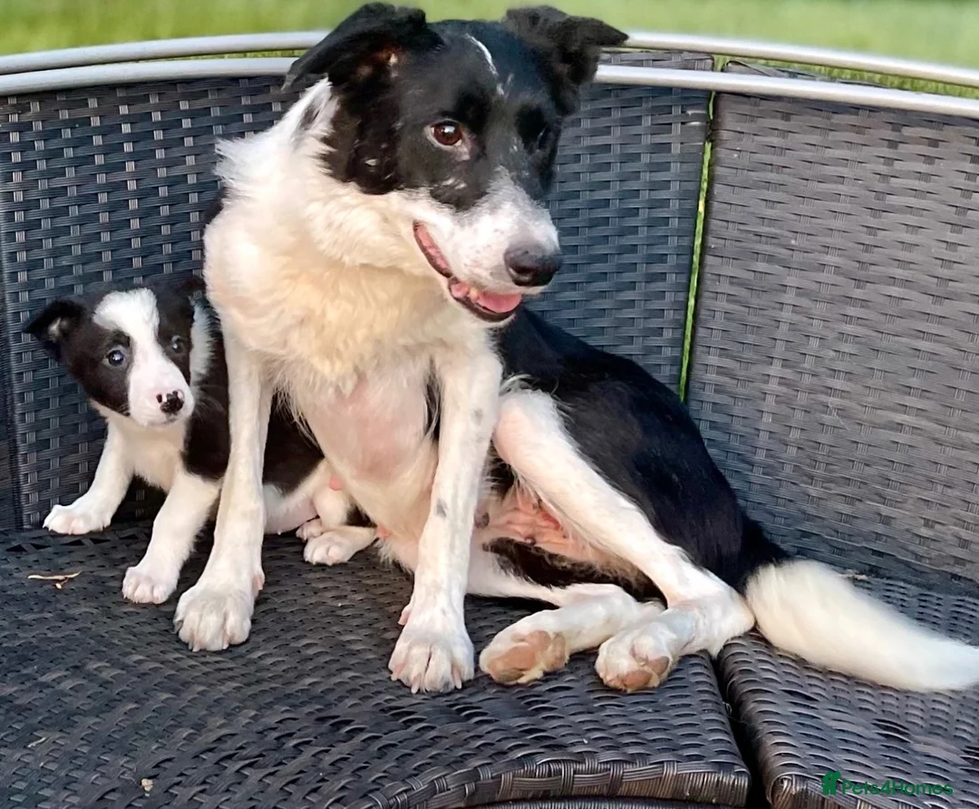 Border Collie dogs for sale: Beautiful border collie puppies  - Advert 4