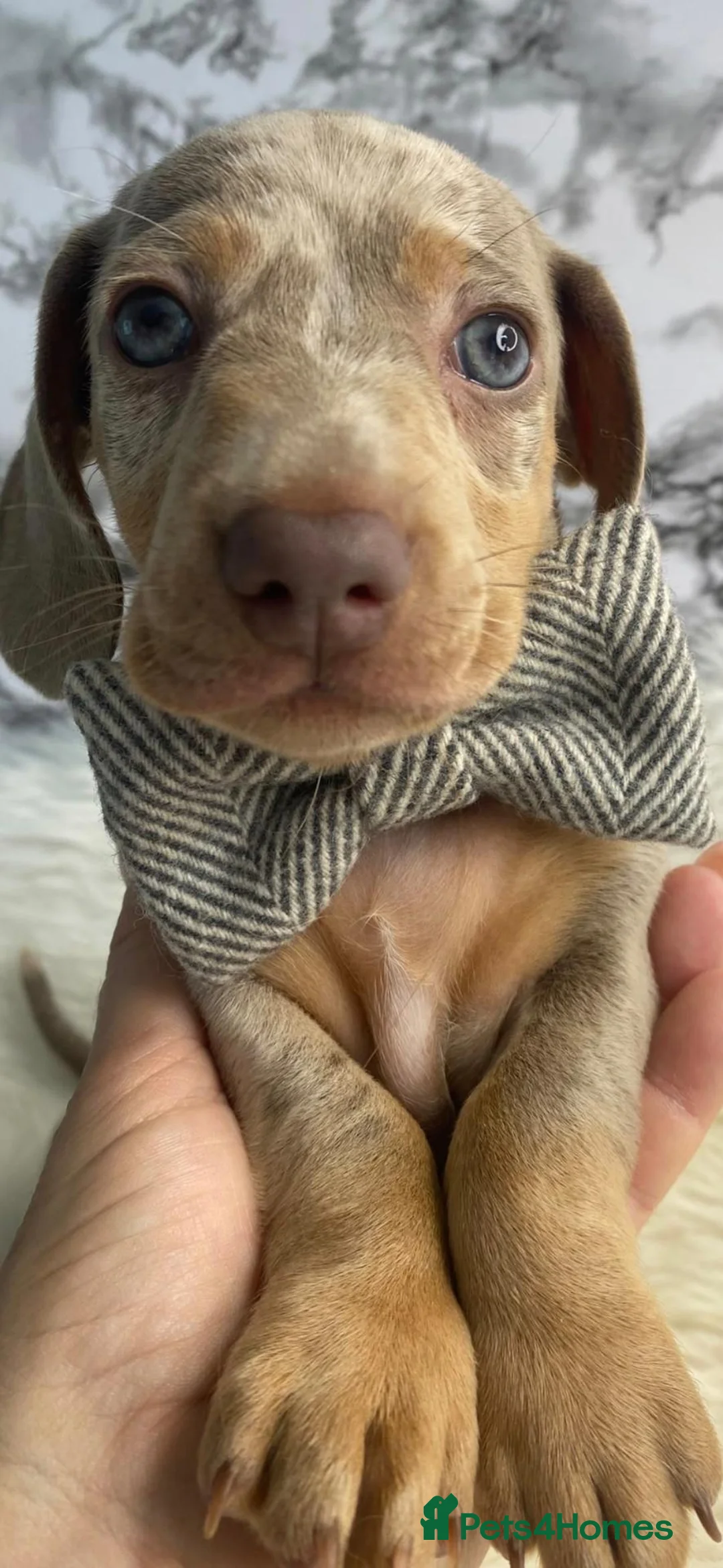 Dachshund dogs for sale: Beautiful Dachshund pups - Advert 13