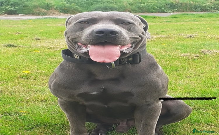Cane Corso dogs - Advert 3
