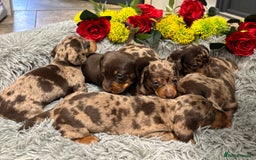 Miniature Dachshund dogs for sale: ❤️ Beautiful Dapple Miniature Dachshund babies ❤️ - Image 15