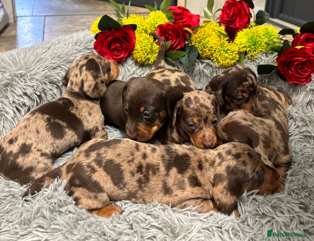 Miniature Dachshund dogs for sale: ❤️ Beautiful Dapple Miniature Dachshund babies ❤️ - Image 15