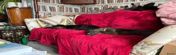 Mixed Breed dogs for adoption: Meet Dobby, currently residing in Kent in Kendal - Advert 4