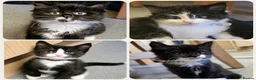 Mixed Breed cats for sale: Fluffy kittens ready to leave in Woodbridge - Advert 1