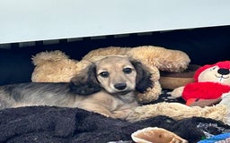 Miniature Dachshund dogs for sale: Reduced, mini L/H £1300 - Image 18