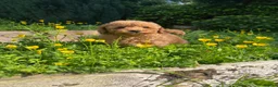 Cavapoo dogs for sale: Cavapoo F1 puppies  - Advert 29