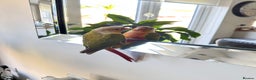 Conures birds for sale: Green Cheek Conure for sale 11months old £850 - Advert 17