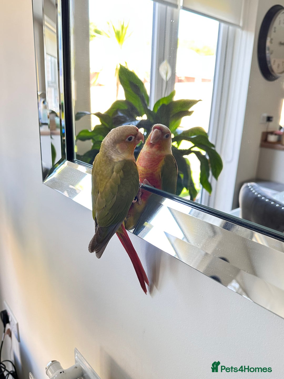 Conures birds for sale: Green Cheek Conure for sale 11months old £850 - Advert 17