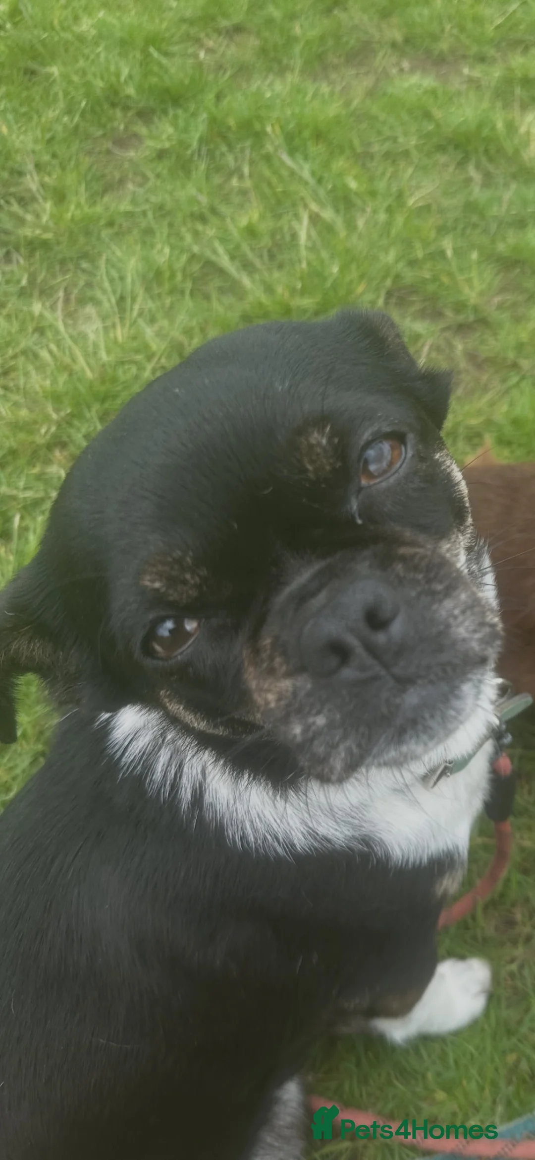 Chihuahua dogs for sale: Beautiful tiny chihuahua’s - Advert 32