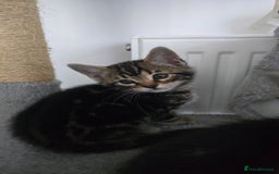 Bengal cats for sale:  Bengal with long haired blk & white kittens - Image 30