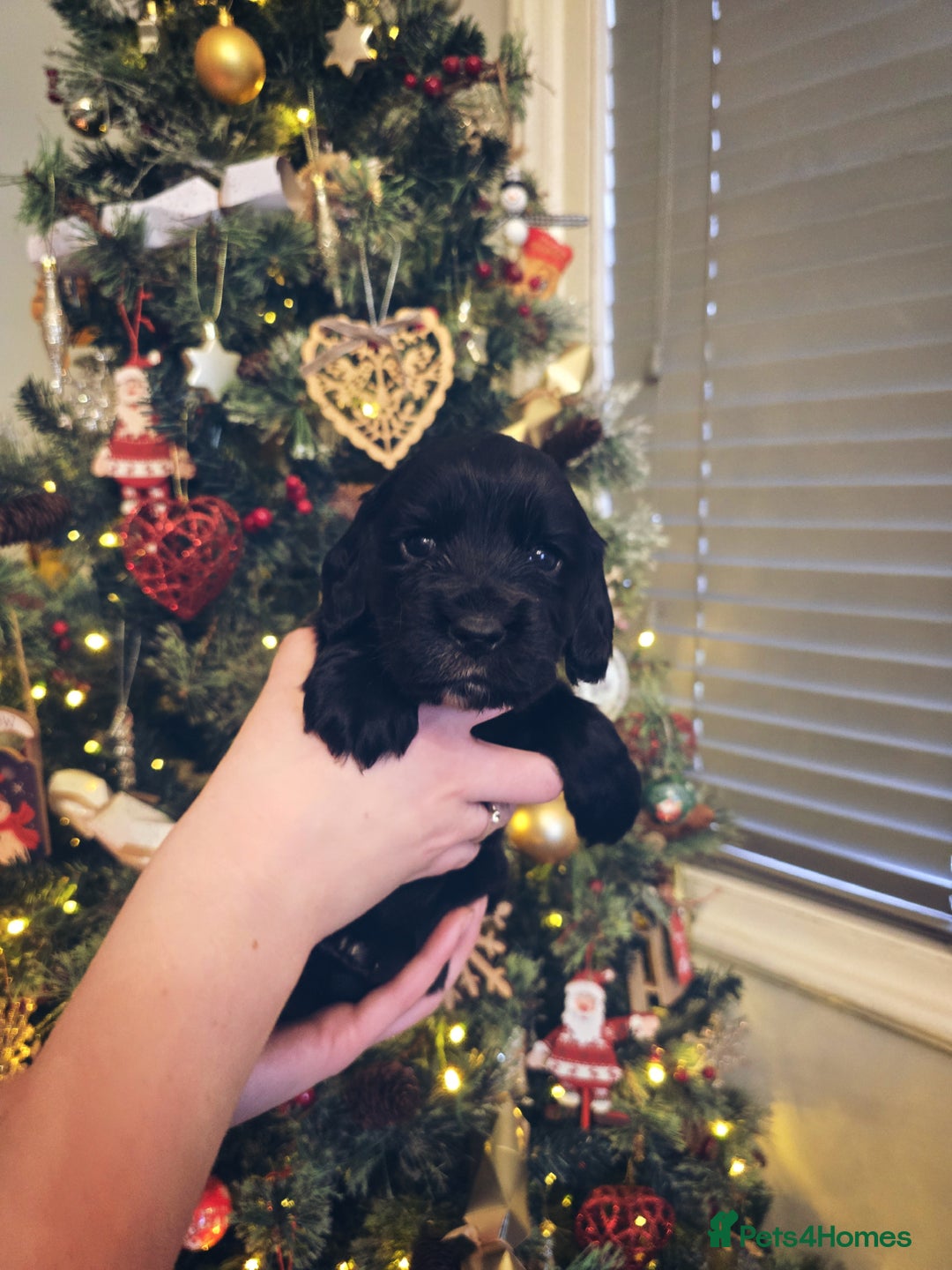 Cocker Spaniel dogs for sale: Kc registered Working cocker spaniel puppies  - Advert 4