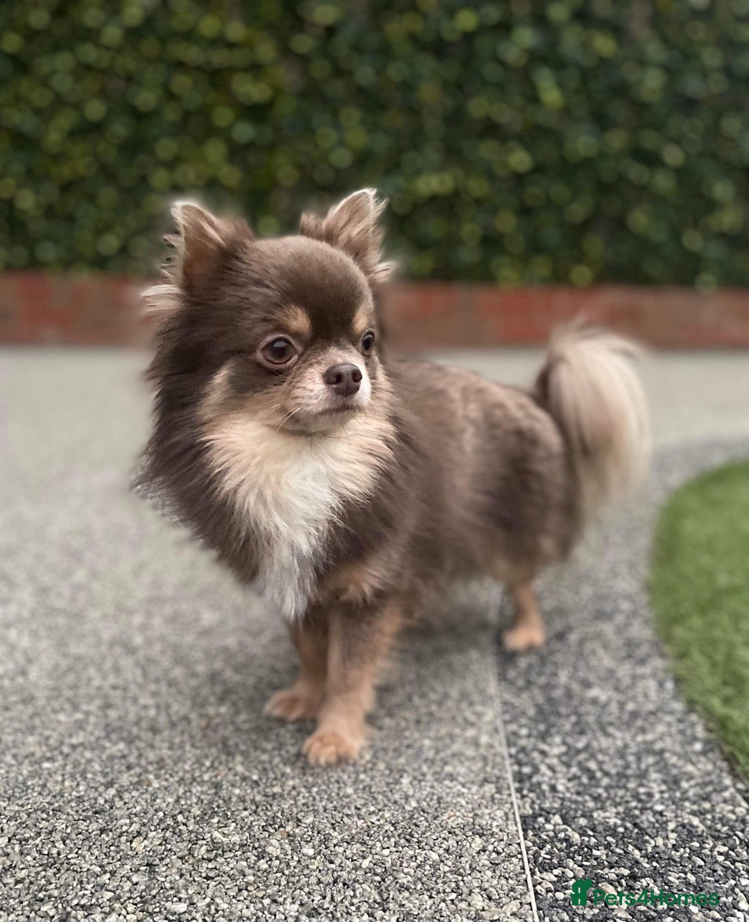 Chihuahua dogs for stud: Well Proven KC Reg Long Coat Lilac & Tan Stud in Washington - Advert 2