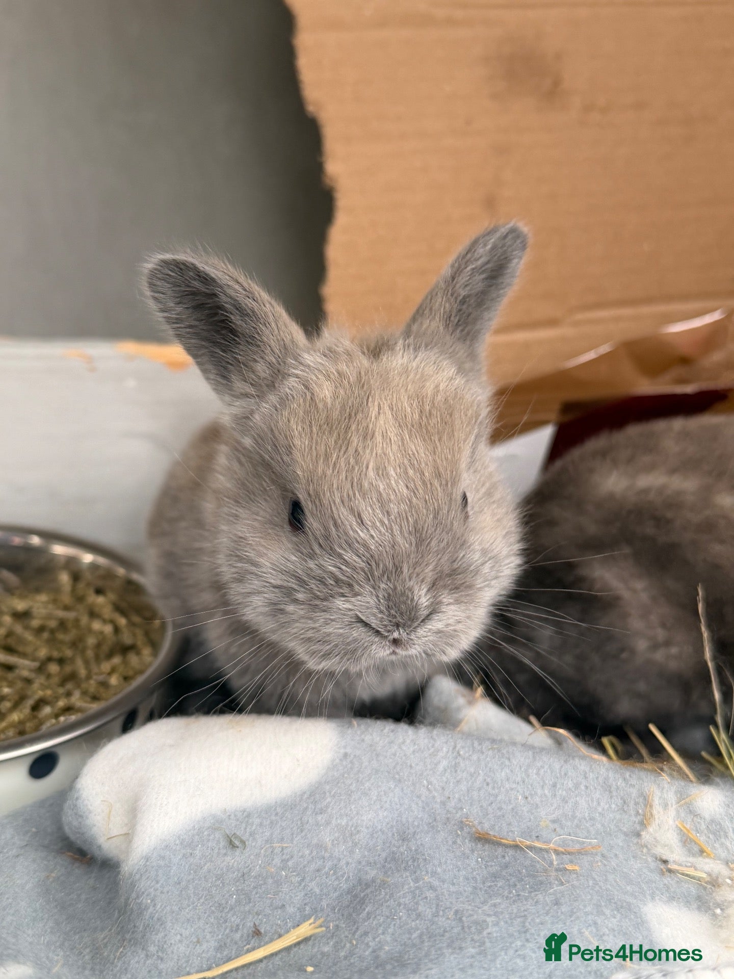 Mixed Breed rabbits Mini Rex x mini lop bunnies for sale  - Advert 13