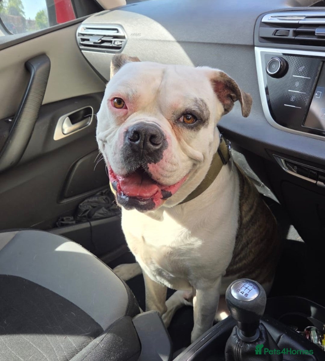 American Bulldog dogs for sale: Rescue Ozzy  - Advert 31