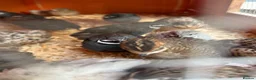 Quail poultry for sale: Chinese button quails  - Advert 1