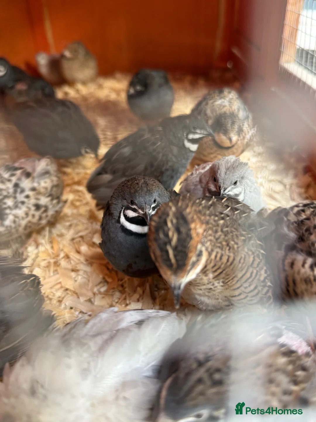 Quail poultry for sale: Chinese button quails  - Advert 1