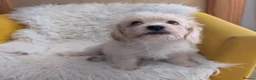 Mixed Breed dogs for sale: Adorable, dachshund/schnauzer/shichon x  in Margate - Advert 18