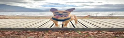 German Shepherd dogs for sale: Free Female German shepherd / Lurcher 1 year old in Gateshead - Advert 7