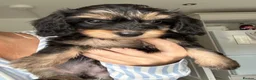 Mixed Breed dogs for sale: Doxiepoo puppies  - Advert 4