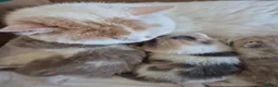 British Shorthair cats for sale: From GCCF Pedigree Parents, gorgeous BSH Kittens  in Bromley - Advert 17