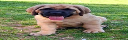 Mastiff dogs for sale: LAST BOY !! Mastiff puppies  - Advert 3