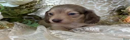Miniature Dachshund dogs for sale: KC Long Coat Miniature Dachshund Puppies - Advert 19