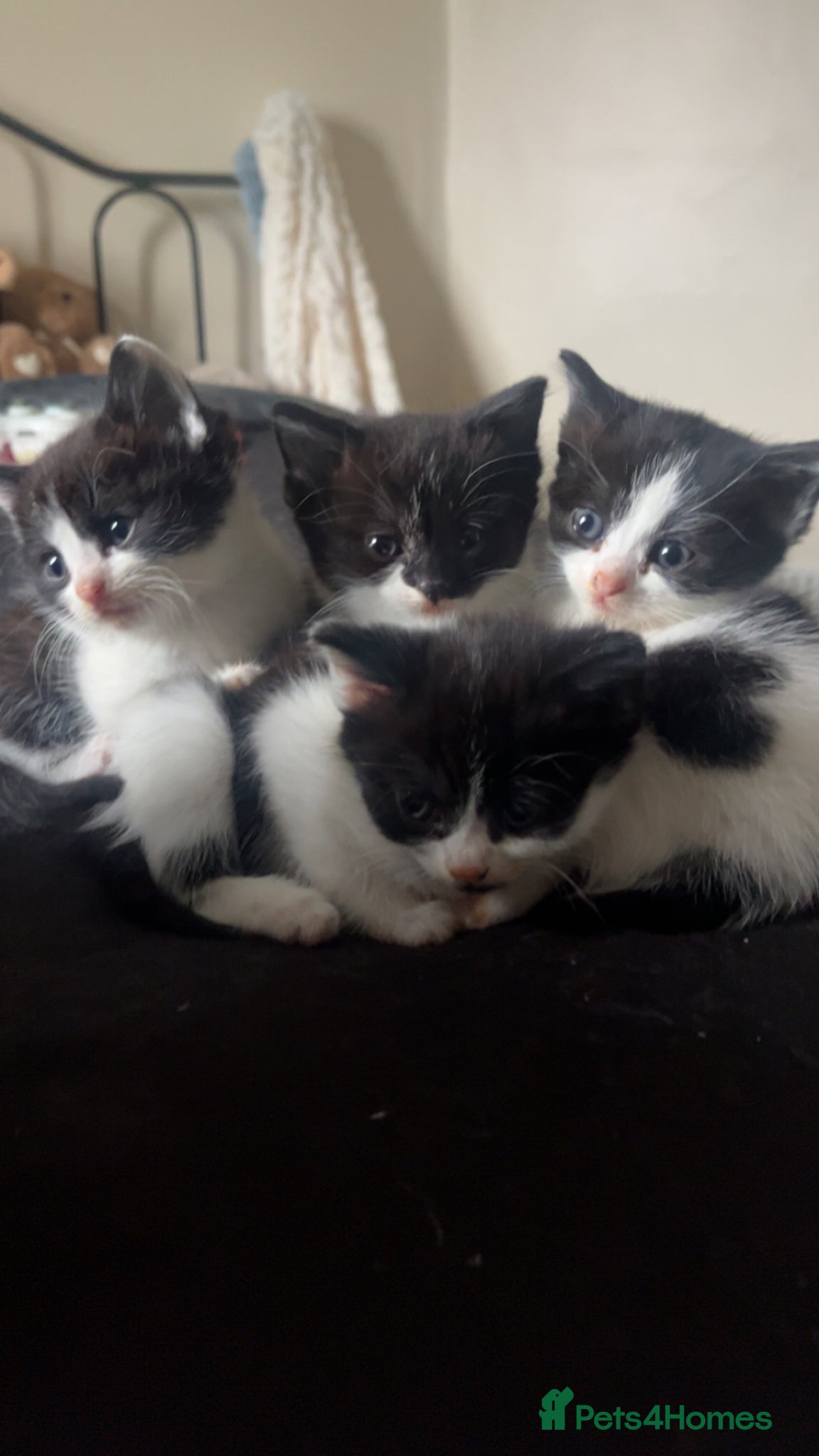 Mixed Breed cats Beautiful kittens  - Advert 20
