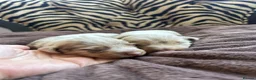 Miniature Dachshund dogs for sale: HEAD TURNING ISABELLA DAPPLE DACHSHUNDS  - Advert 3