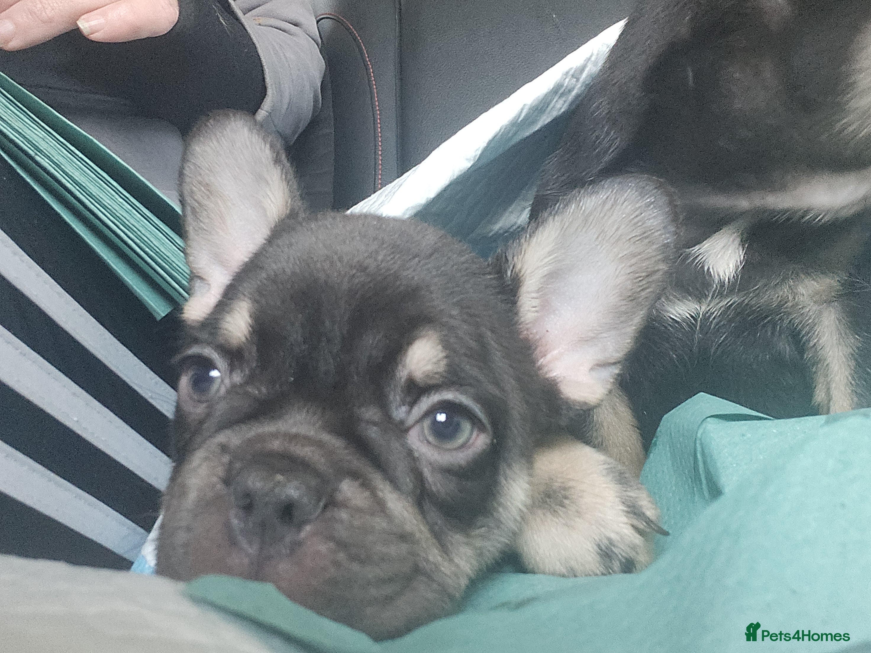French Bulldog dogs READY NOW french bulldog puppies. fluffy carriers. - Advert 6