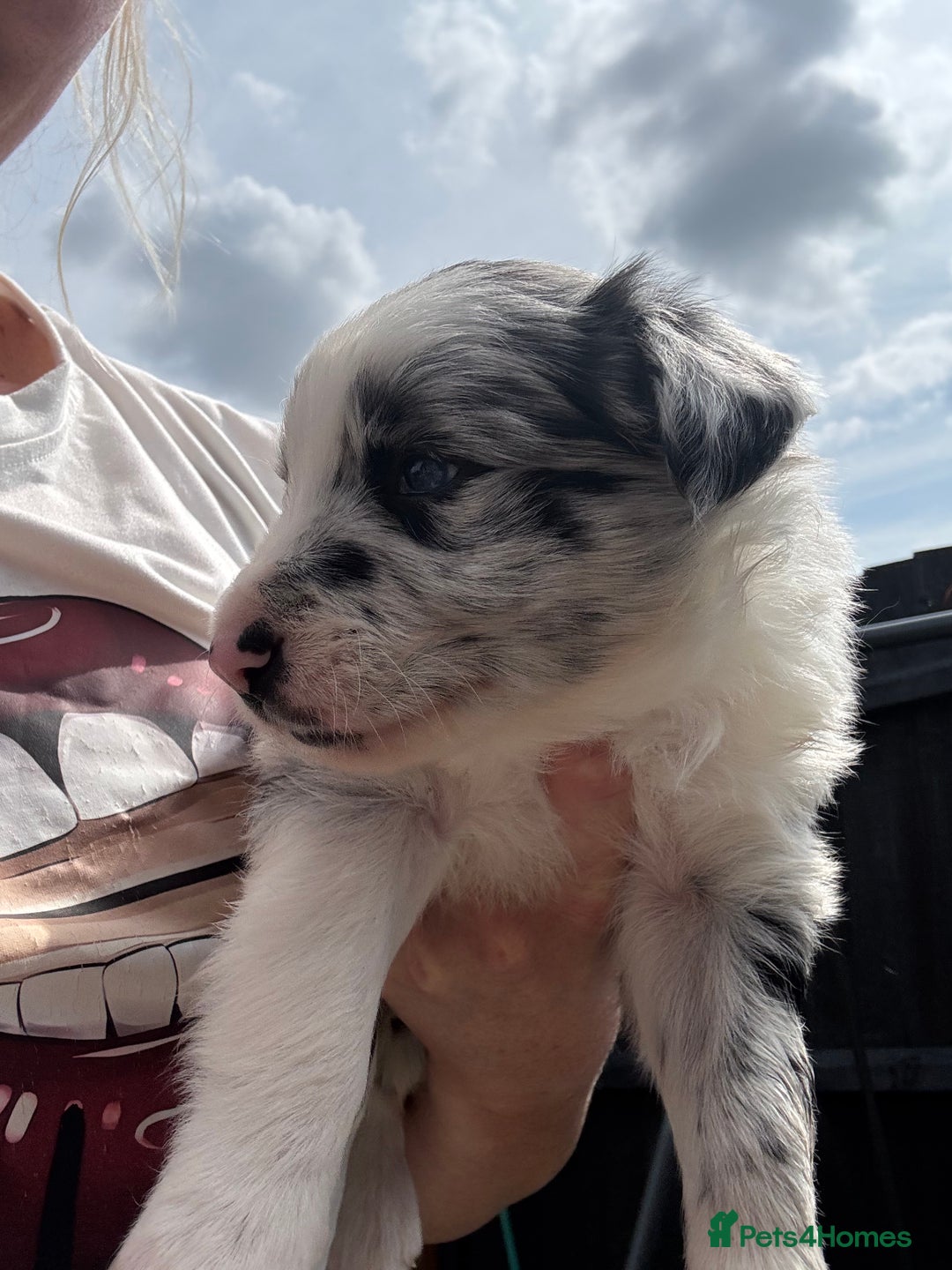 Border Collie dogs for sale: Fluffy long coat Blue merle border collie puppies - Image 8