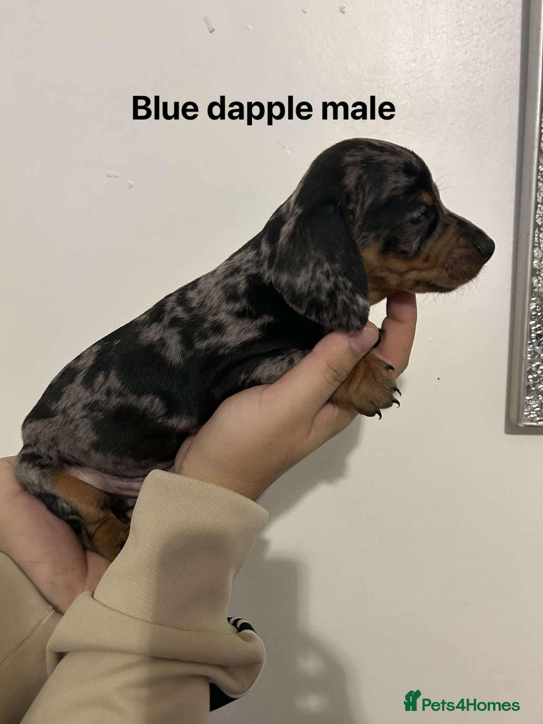 Miniature Dachshund dogs for sale: Miniature Dachsunds - Advert 5