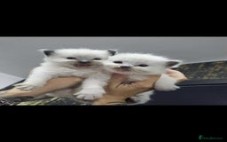 Ragdoll cats for sale: Ragdoll kittens  - Image 1