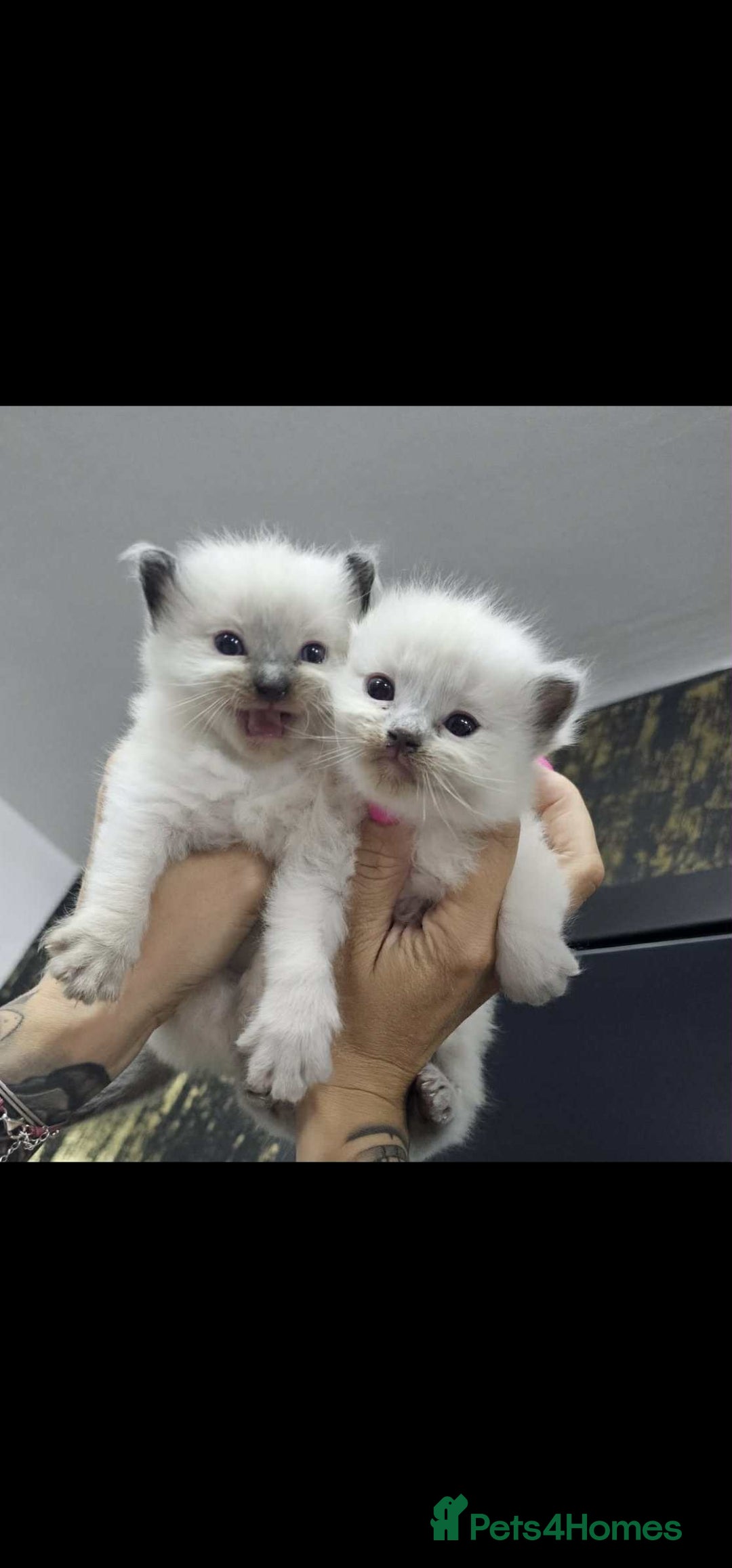 Ragdoll cats for sale: Ragdoll kittens  - Image 1
