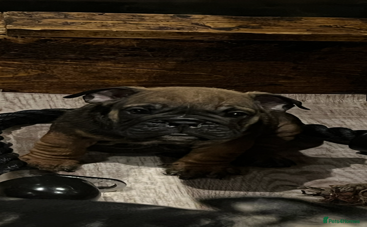 English Bulldog dogs - Advert 4