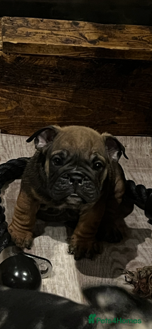 English Bulldog dogs - Advert 4