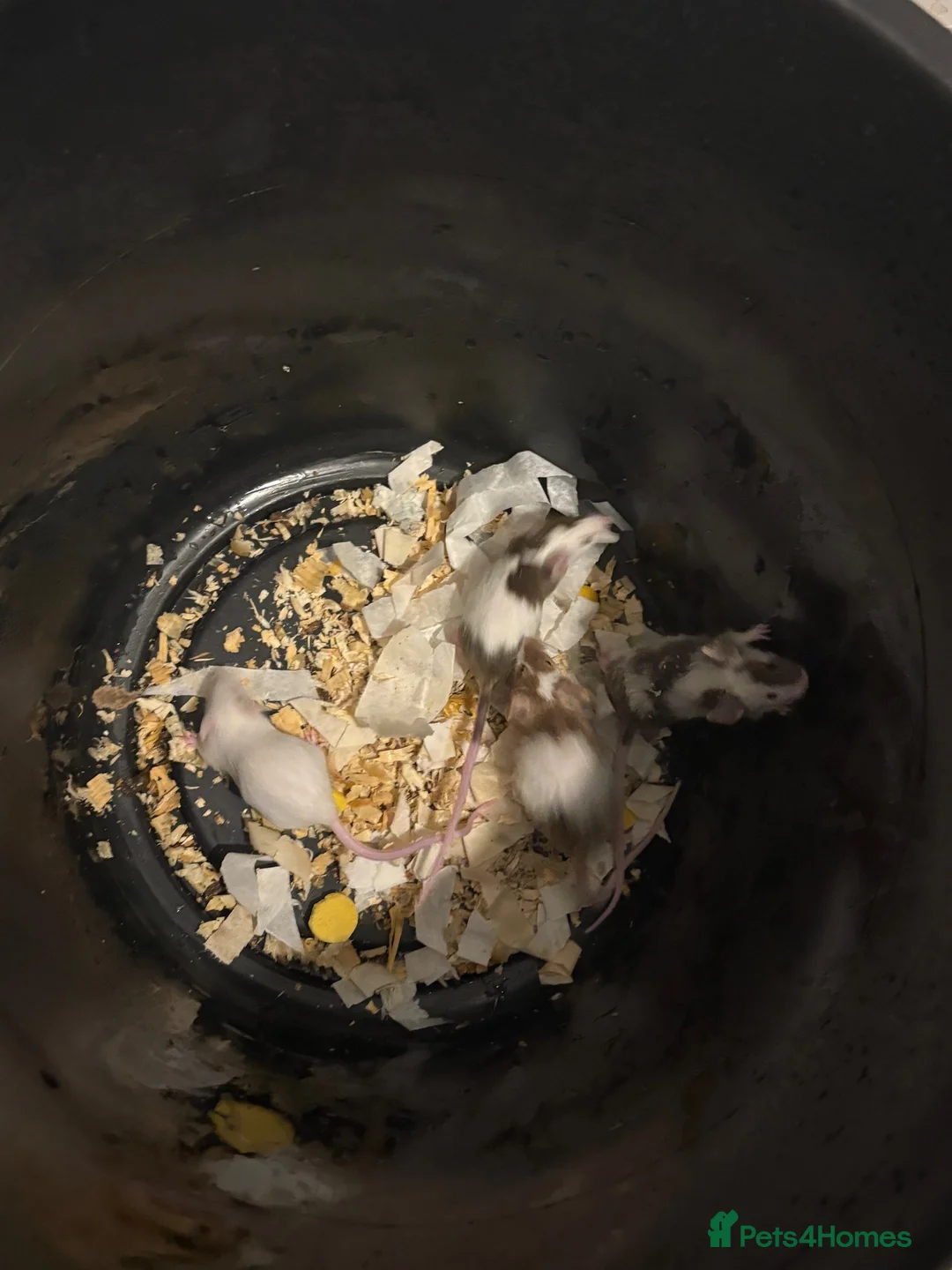 Mouse rodents for sale: Male and female fancy mice  - Advert 2