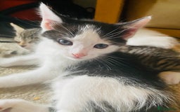 Siamese cats for sale: Four Siamese mix kittens - Image 1