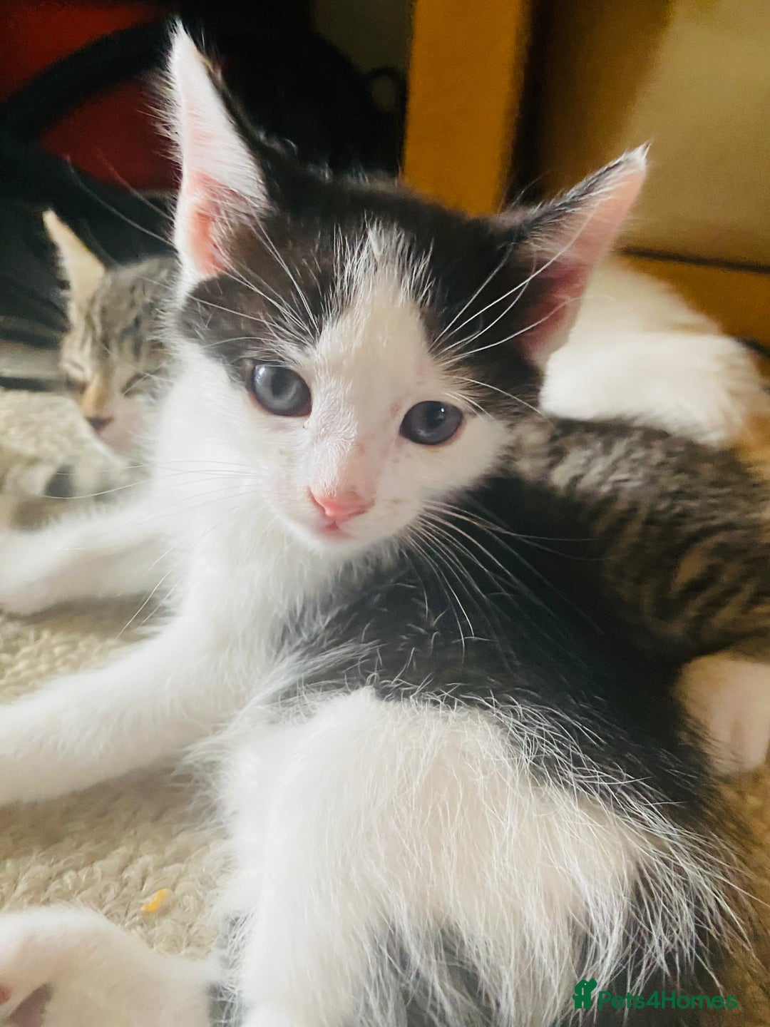 Siamese cats for sale: Four Siamese mix kittens - Image 1