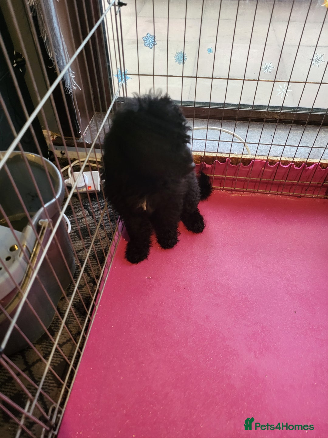 Miniature Poodle dogs for sale: For sale 4 gorgeous girls and 2 boys  - Advert 15