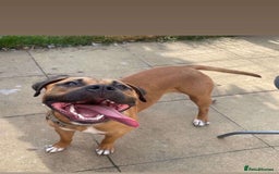 Mixed Breed dogs for sale: Male and female siblings  - Image 2