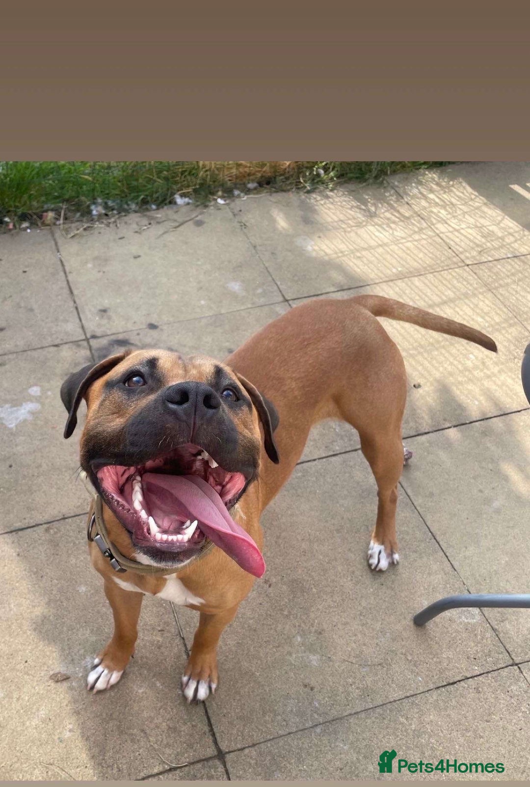 Mixed Breed dogs for sale: Male and female siblings  - Image 2