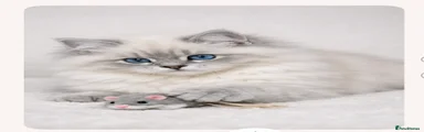 Ragdoll Kitten 2