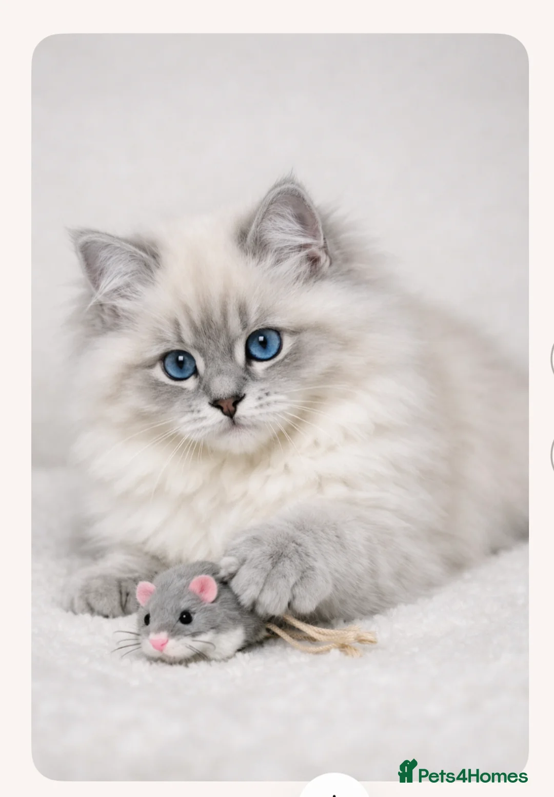 Ragdoll cats for sale: Long haired Ragdoll in Wembley - Advert 2