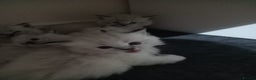 Ragdoll cats for sale: Gorgeous lot of Siberian and Ragdoll mix kittens  - Advert 17