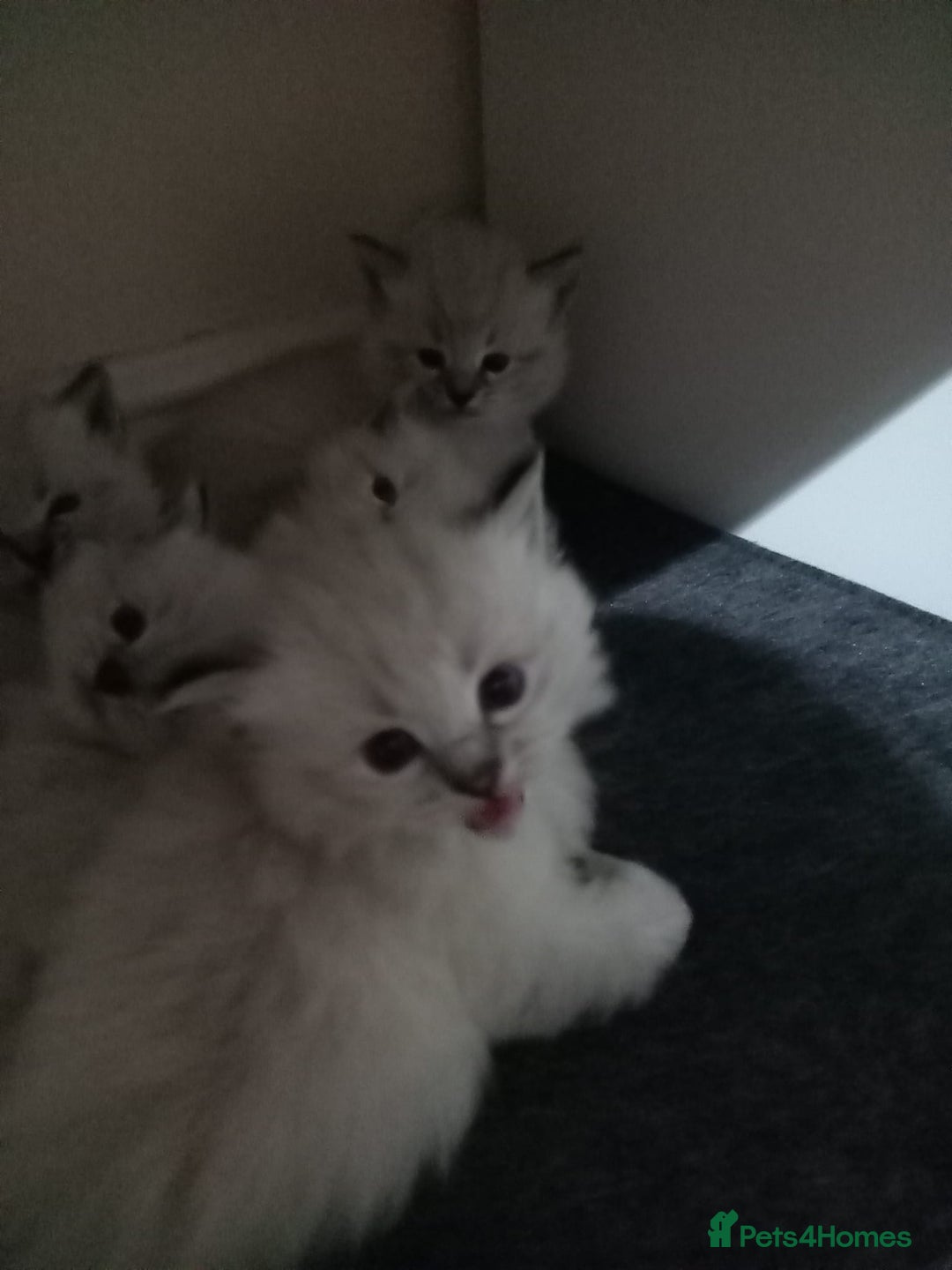 Ragdoll cats for sale: Gorgeous lot of Siberian and Ragdoll mix kittens  - Advert 17