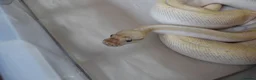 Python Snake reptiles for sale: Adult Female BEL Royal / Ball Python in Bristol - Advert 4