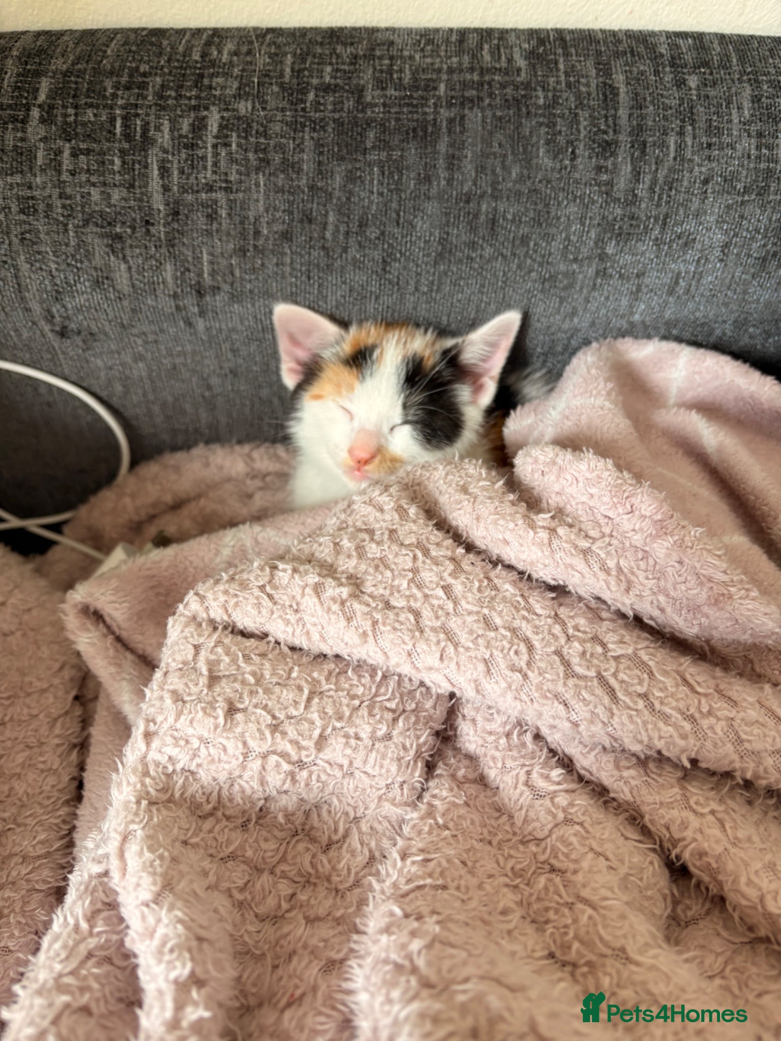 Domestic Shorthair cats Kitten - Advert 2