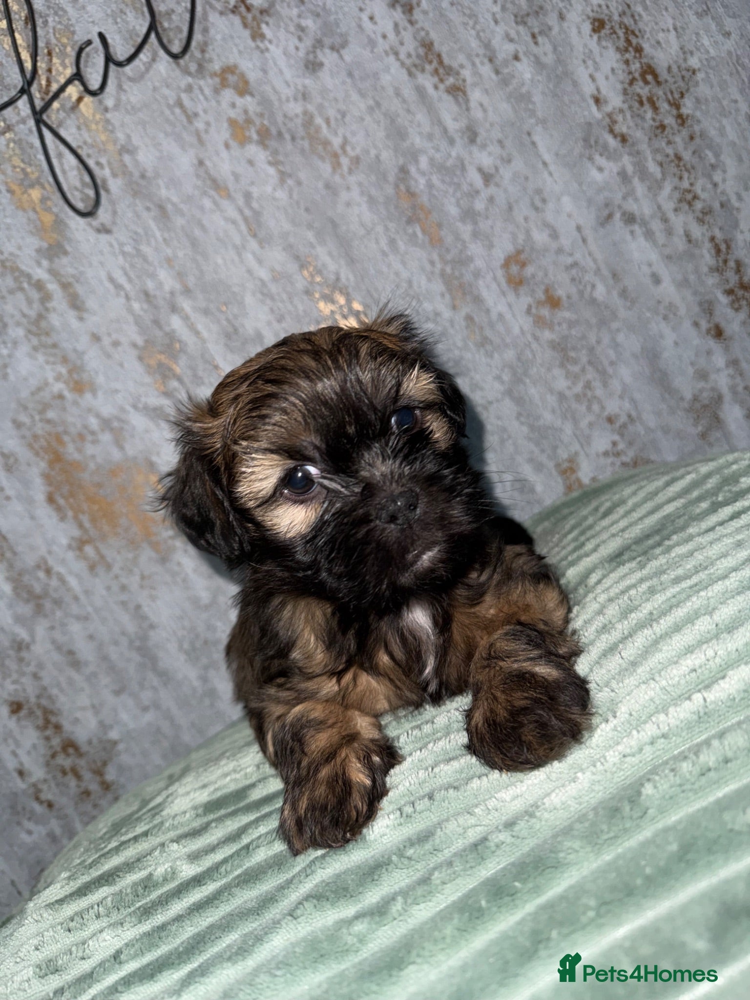 Shih Tzu dogs ONE GIRL LEFT !! - Advert 16